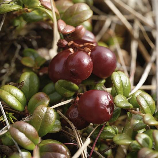 an image of lingonberries